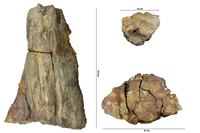 Plante fossile en pyrite
